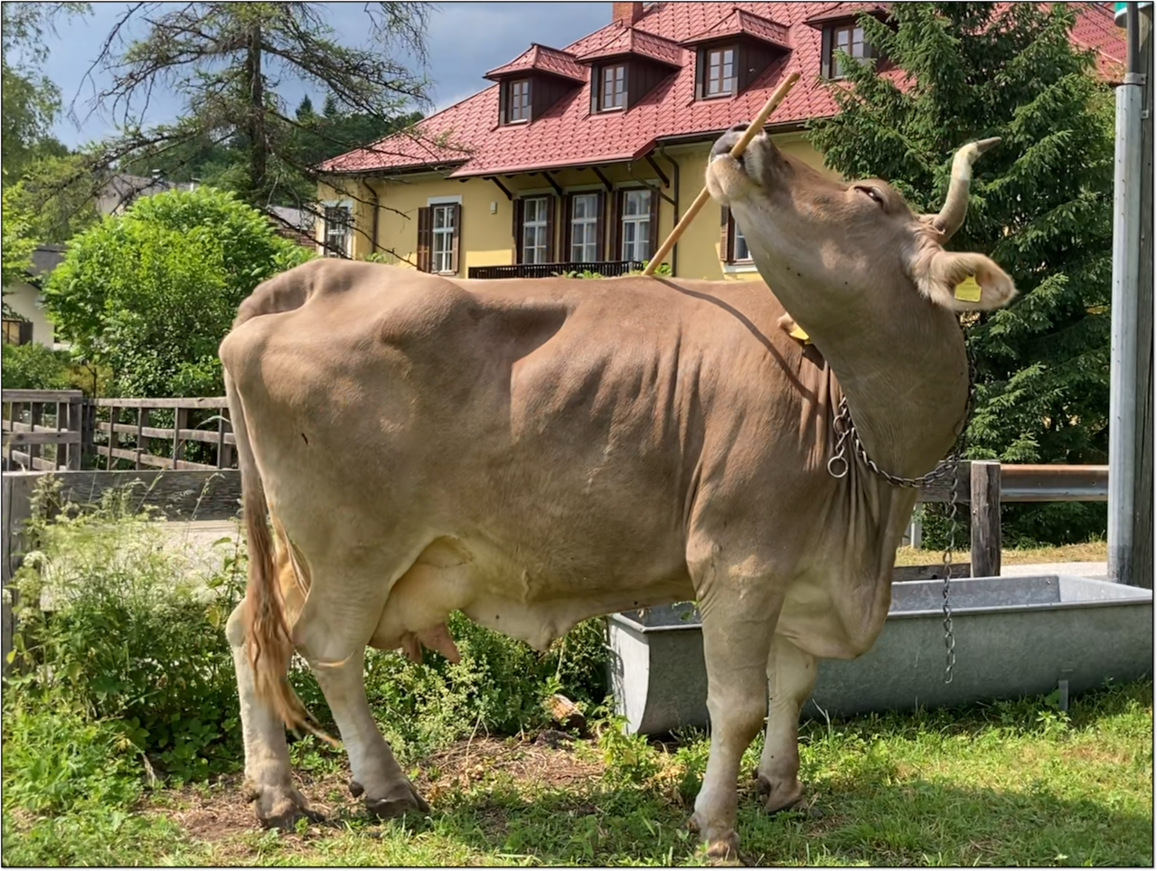 A brown cow with horns stands in front of an Austrian bakery, holding a broom in her mouth and using it to scratch her back. 