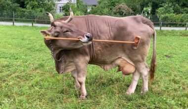 Veronika the cow has a scratching broom, and she knows how to use it