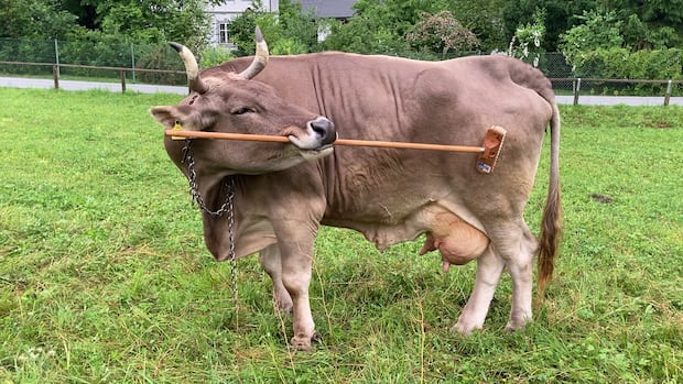 Veronika the cow has a scratching broom, and she knows how to use it