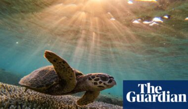A bid to clean up shipping industry intensified a coral bleaching event on Great Barrier Reef, study says | Great Barrier Reef