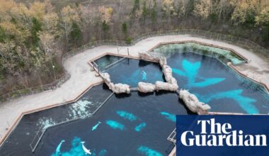 Canada aquarium that threatened to kill its whales wants to sell them to US | Canada