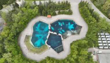 Marineland issues new threat to euthanize 30 belugas at Niagara Falls, Ont., park