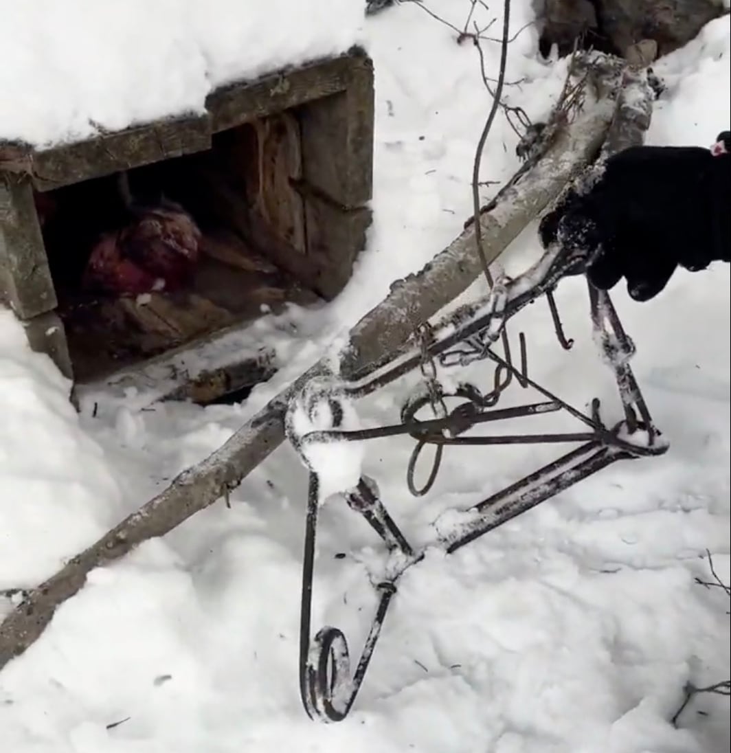 Bait and a metal trap in the snow.