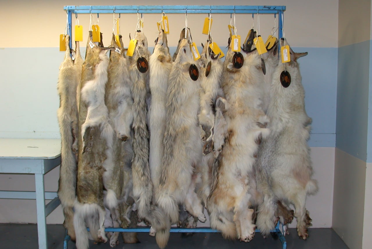 Wolf pelts hang from a metal bar.