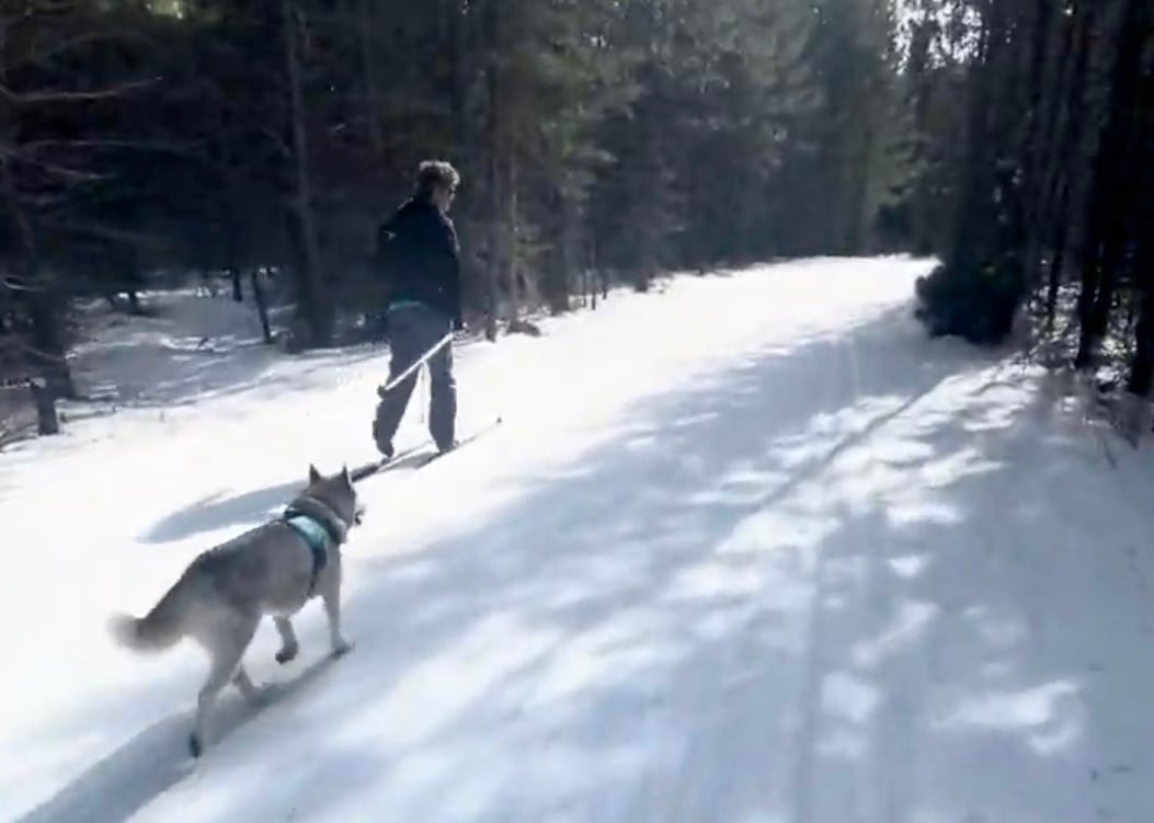 A photo of a husky and a cross-country skier.