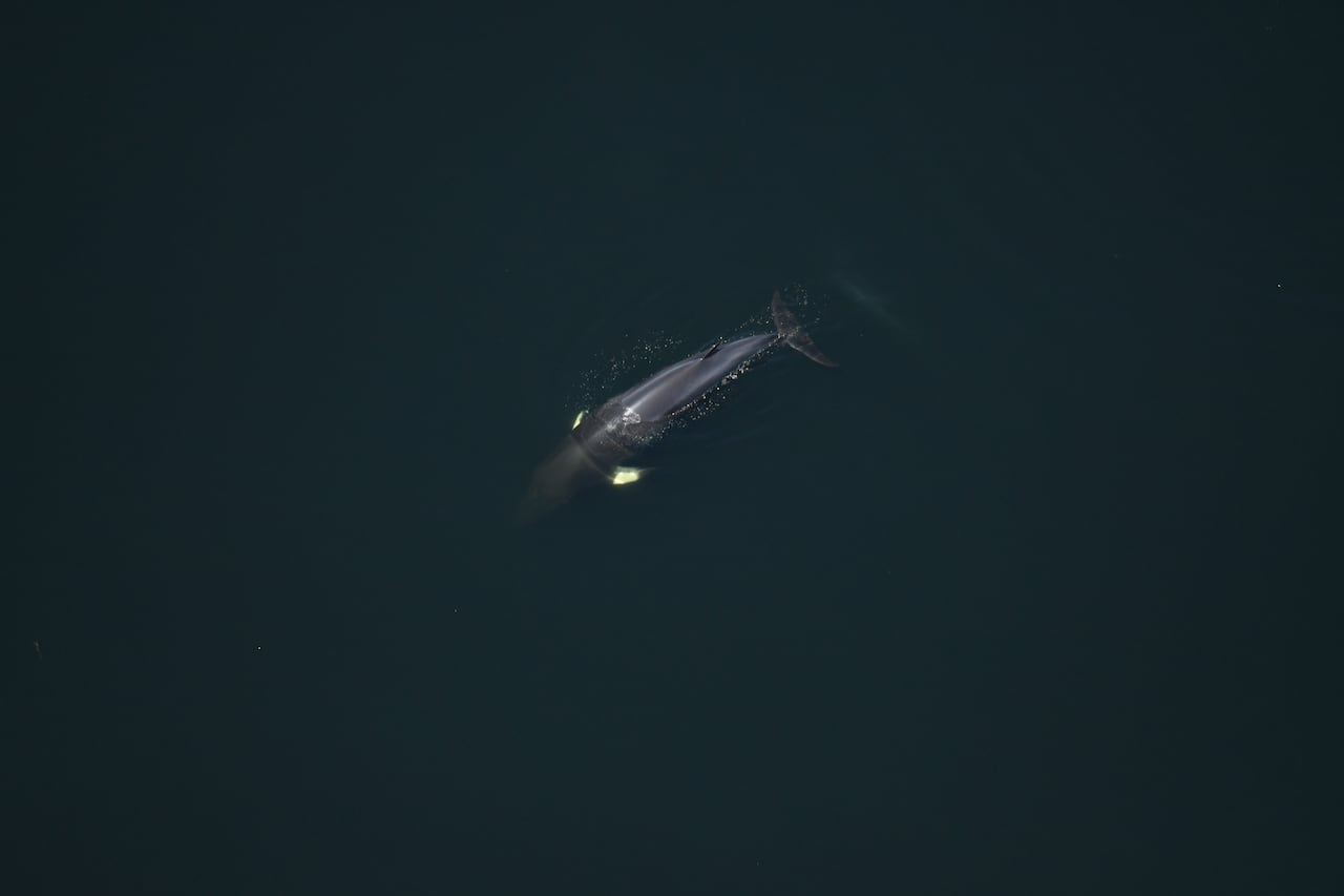 A minke whale.