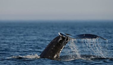 As the Gulf of St. Lawrence warms, whales are switching up the menu and may be sharing lunch