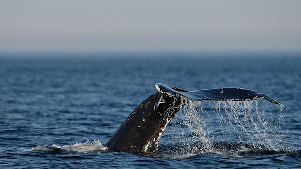 As the Gulf of St. Lawrence warms, whales are switching up the menu and may be sharing lunch