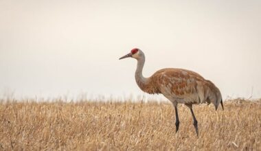 Ottawa suggests opening sandhill crane hunting in northern Ontario