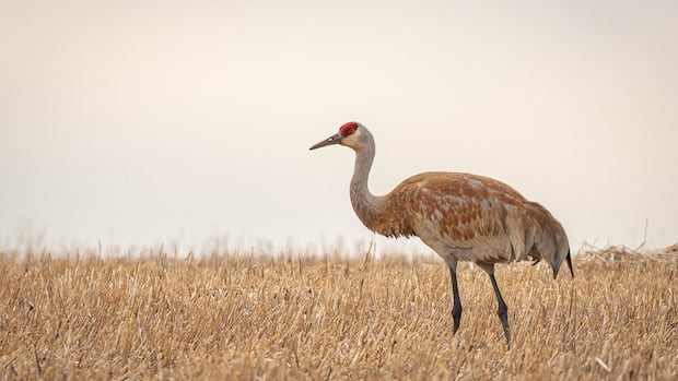 Ottawa suggests opening sandhill crane hunting in northern Ontario