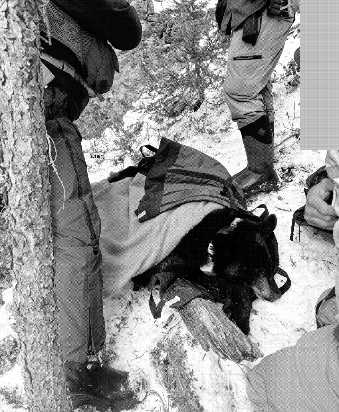 A tranquilized black bear prepared to be moved from its den.