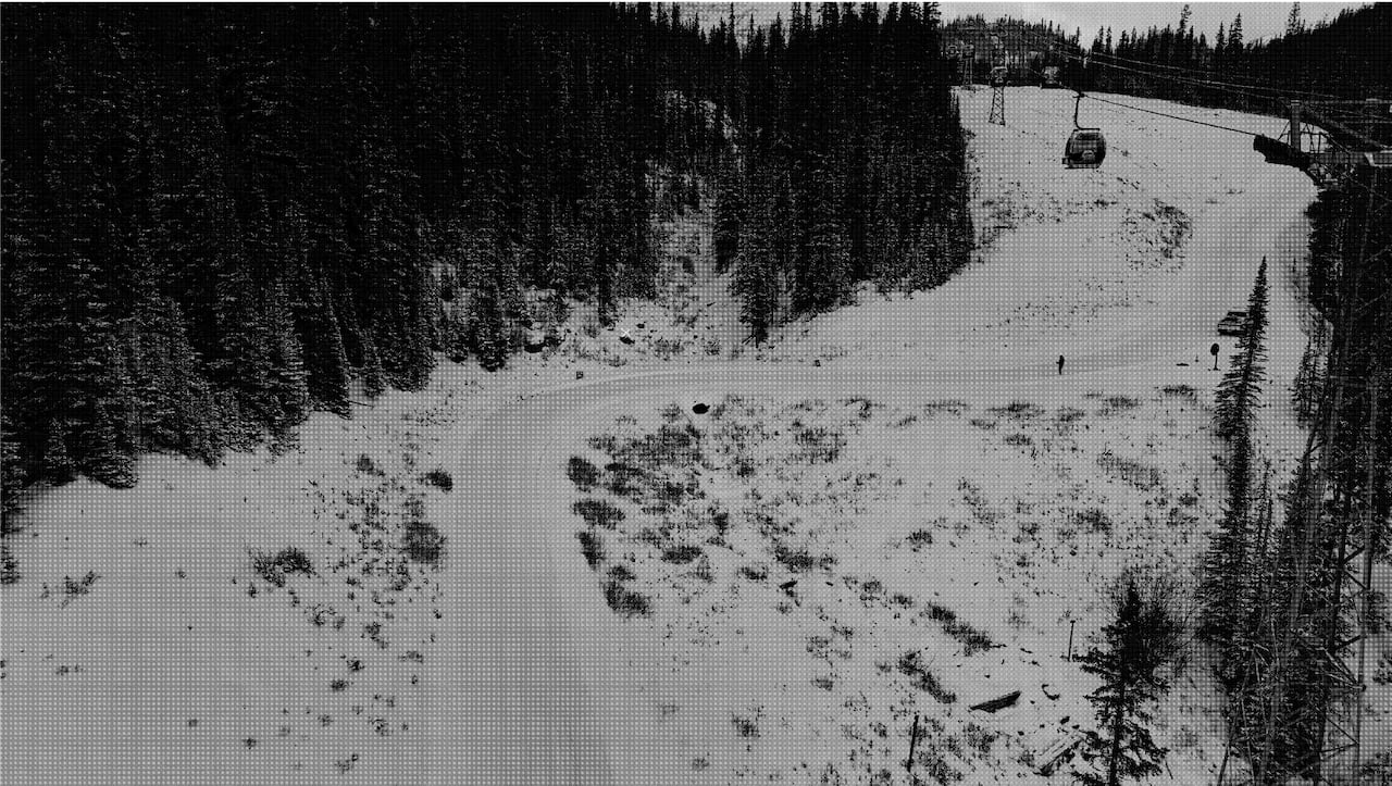 The access road where a black bear was moved from its den.