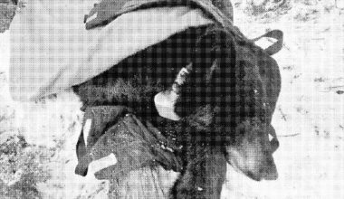 Black bear ordered moved by Banff National Park leadership against wildlife experts' advice