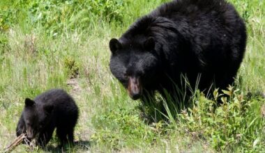 Number of black bears killed by B.C. conservation officers hit 15-year low in 2025