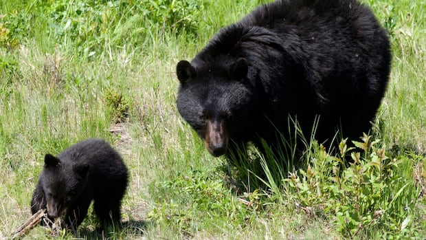 Number of black bears killed by B.C. conservation officers hit 15-year low in 2025