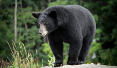 BC Conservation Service said 2025 saw significant drop in black bears being put down over previous years