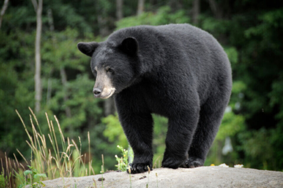 BC Conservation Service said 2025 saw significant drop in black bears being put down over previous years