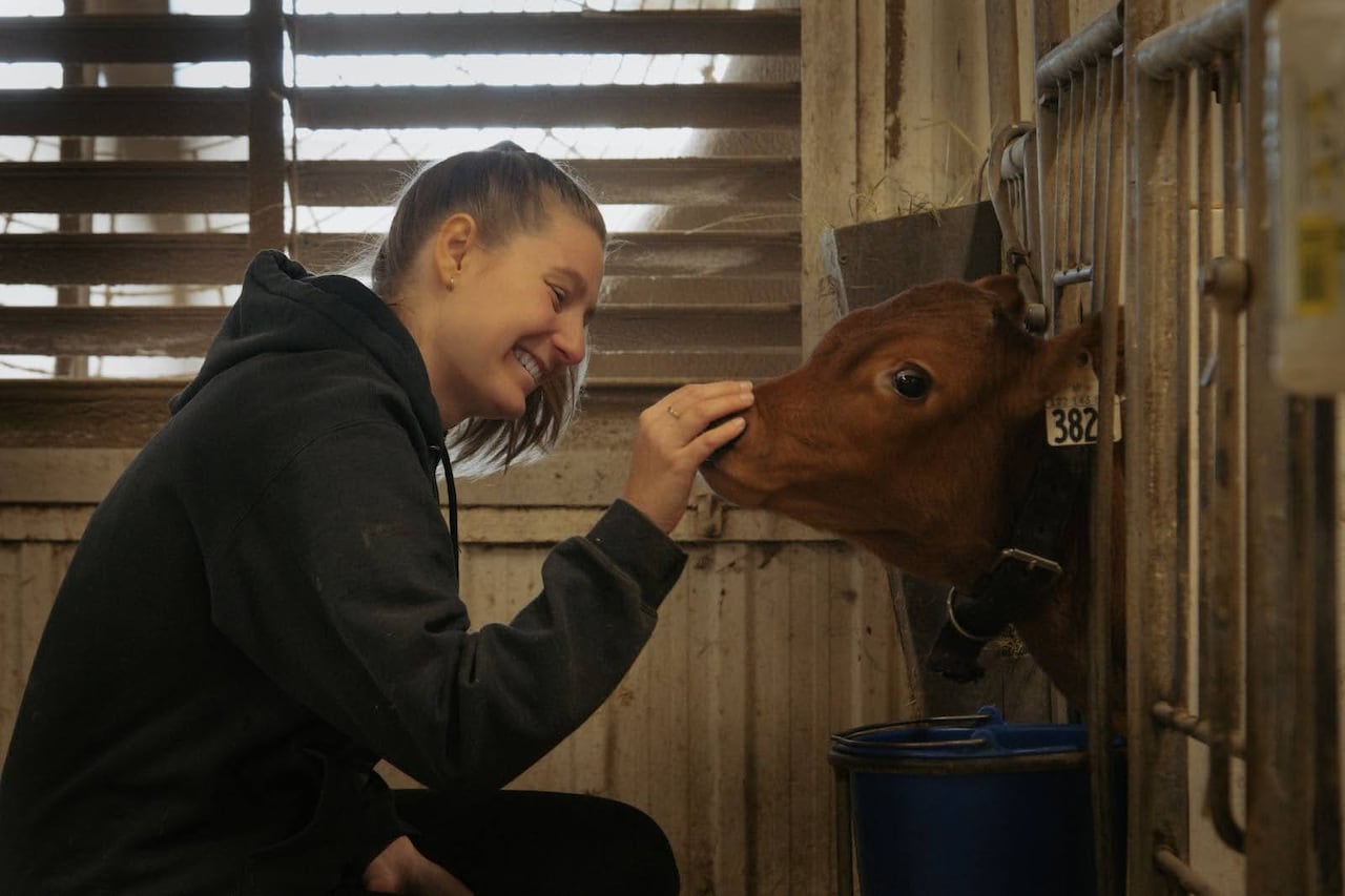 A smiling young woman crouching down and touching the nose of a brown calf. 