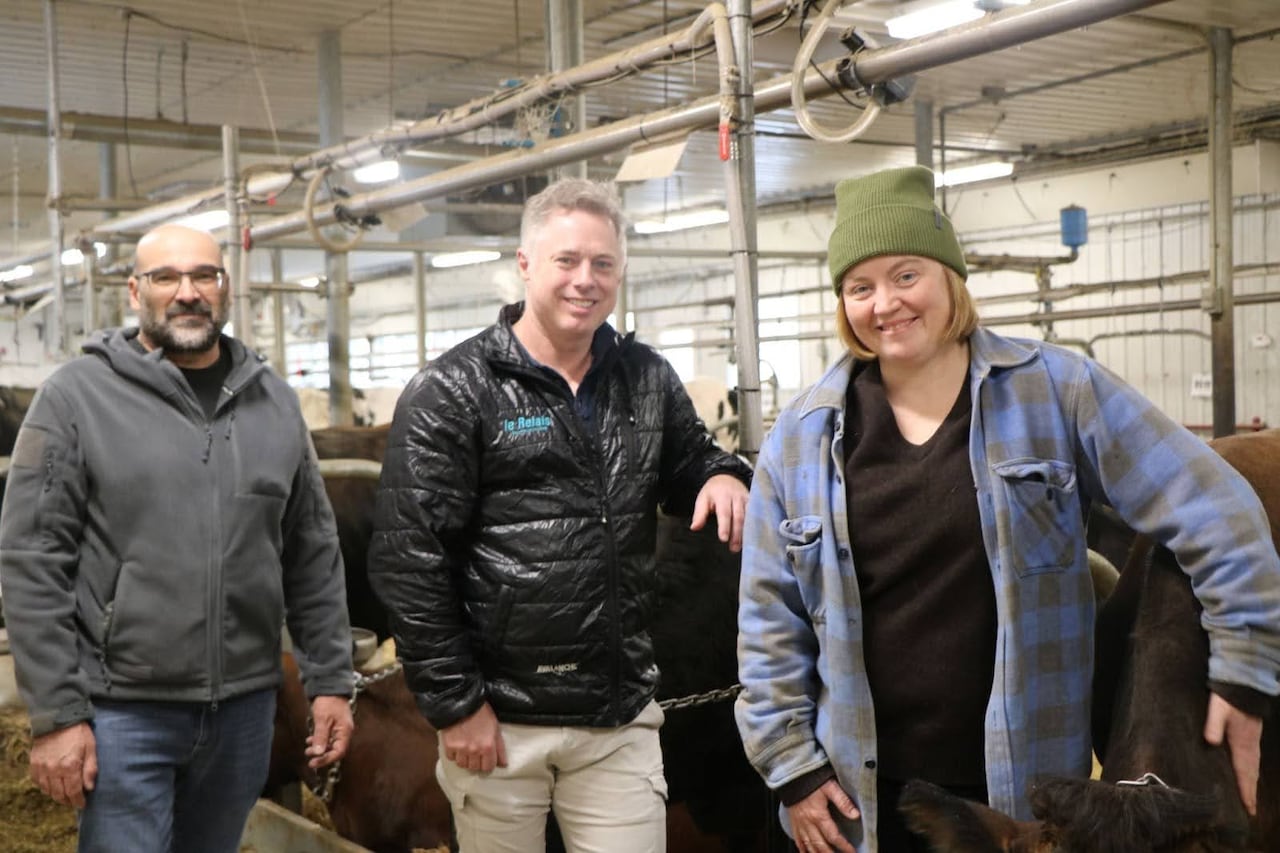 Two men and a woma stand in a cow enclosure. 