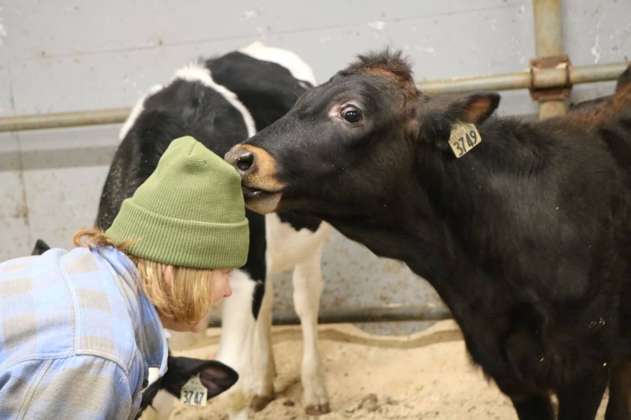 A cow nuzzling the hat of a woman who is bent down. 