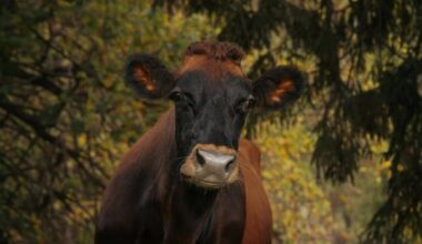 Researchers hope quality, not quantity of milk can save this uniquely Canadian cow