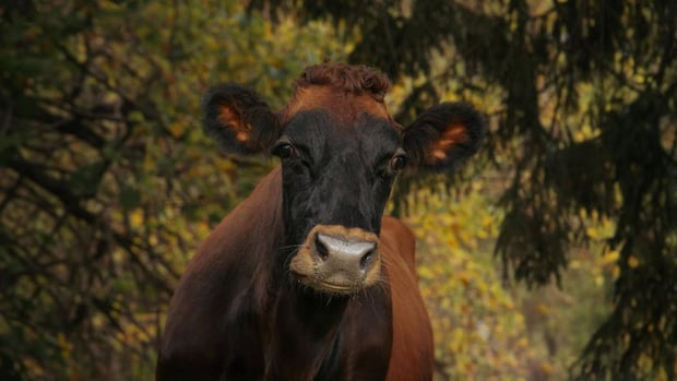 Researchers hope quality, not quantity of milk can save this uniquely Canadian cow