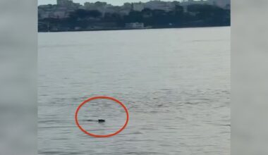 Alcatraz Island Visitor Does A Double Take When He Sees Someone Swim Up To Shore