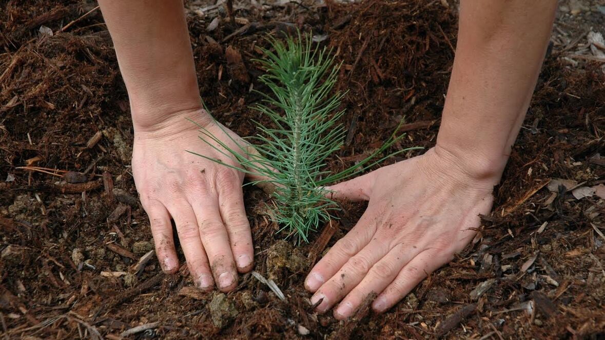 A close up image of two hands planting a small sapling of an evergreen tree in soil. 