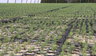 Looking to spruce up your property? This P.E.I. tree planting program can help