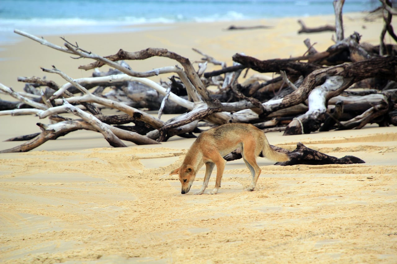A wild dog sniffs the sand on a beach