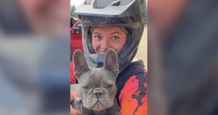 Dingoes found circling B.C. teen to be culled, Australia says