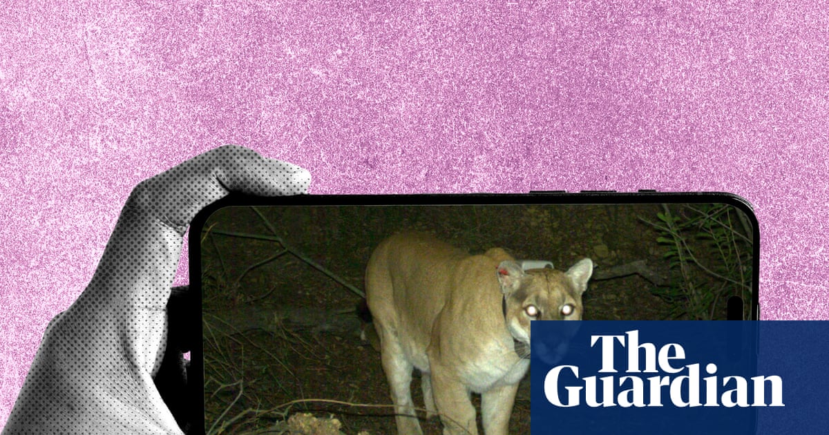 Blurry rats and coyotes with mange: the oddly thrilling subreddit dedicated to identifying wildlife | Culture