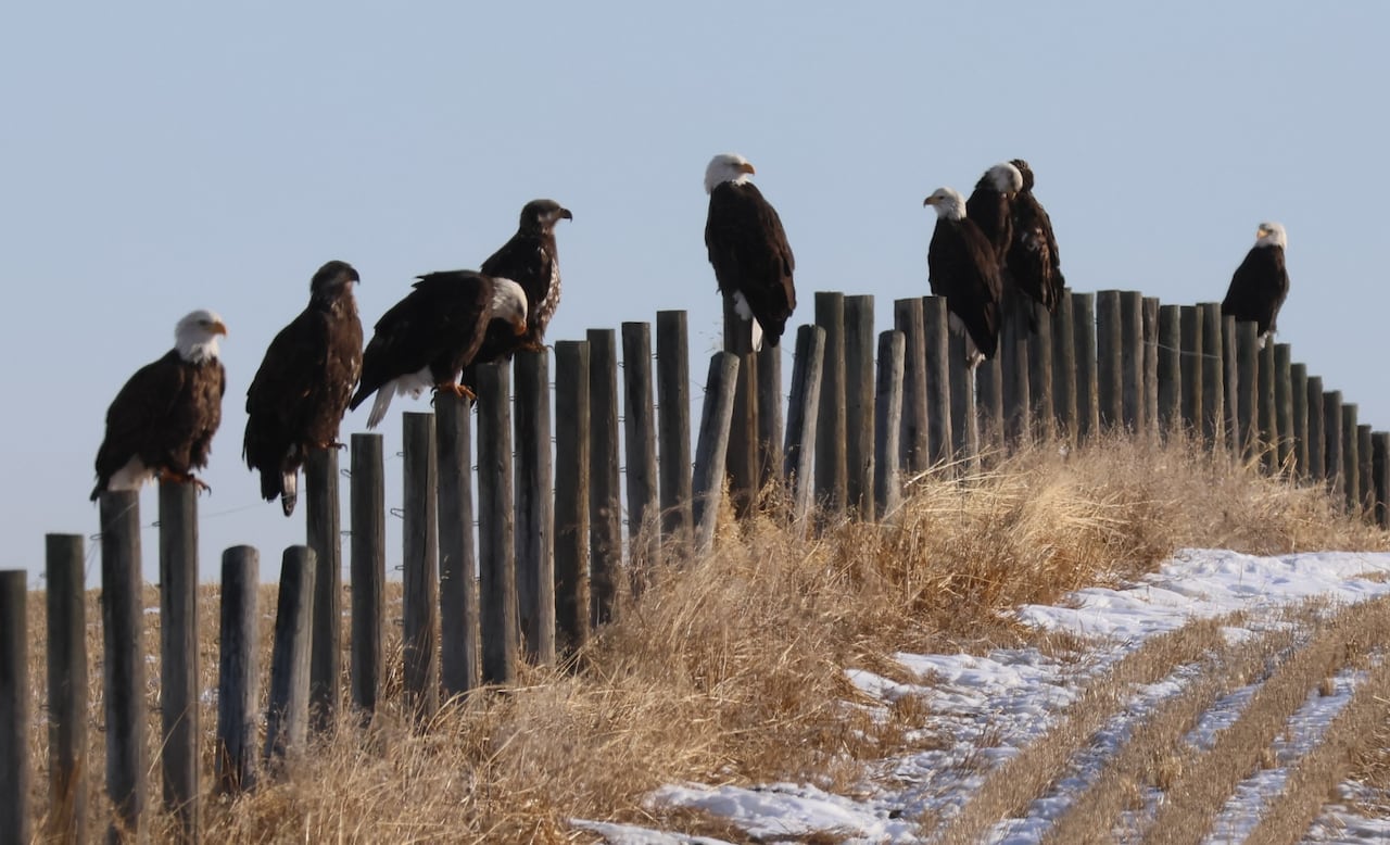 A gathering of bald eagles.