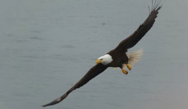 Here’s why bald eagle sightings have soared across Alberta