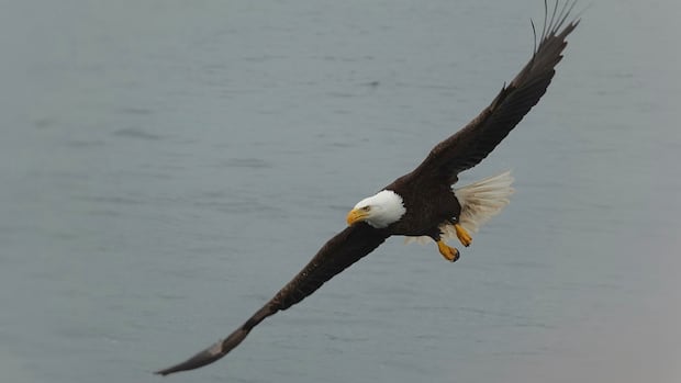 Here’s why bald eagle sightings have soared across Alberta