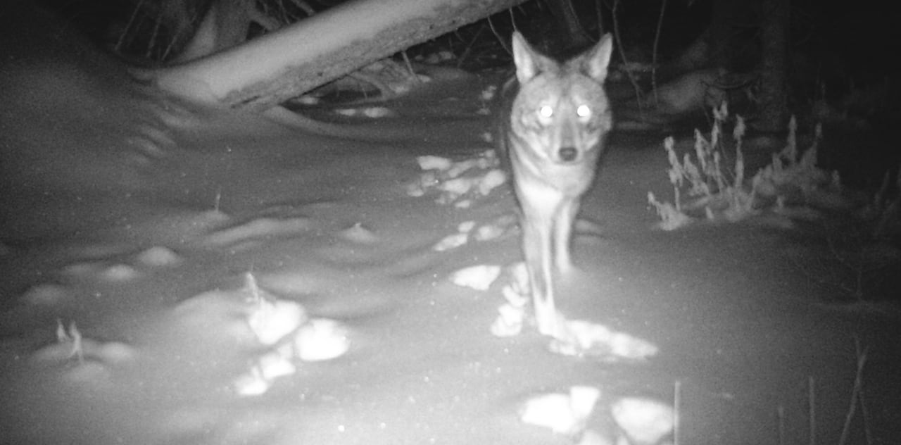 A coyote shown at night on a trail camera.