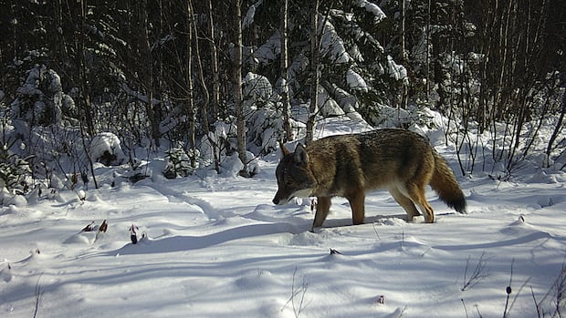 Islanders reminded to keep an eye on pets during coyote mating season