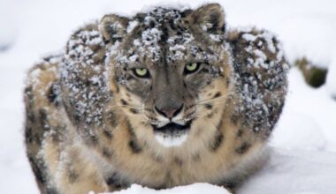 snow leopard