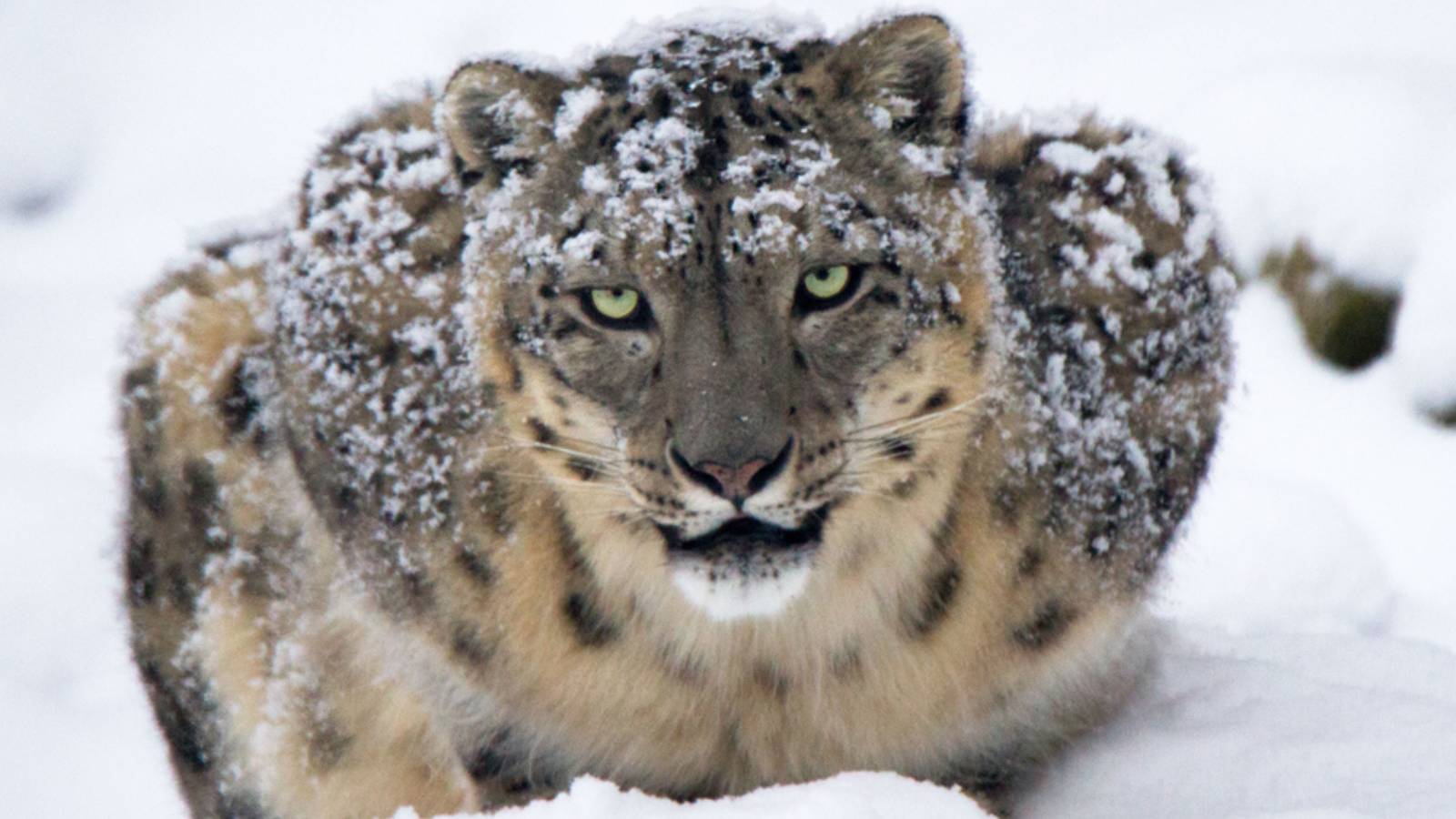 snow leopard