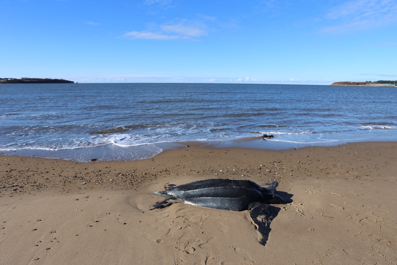 A turtle in the beach