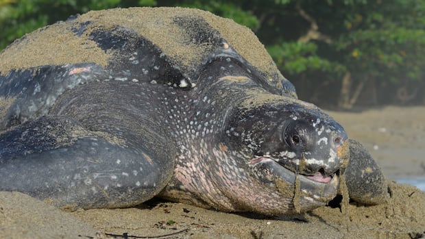 Turtle conservationist calls for action to fix Canso Causeway