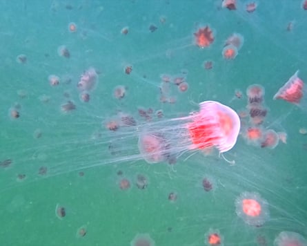 Jellyfish at Port Phillip Bay