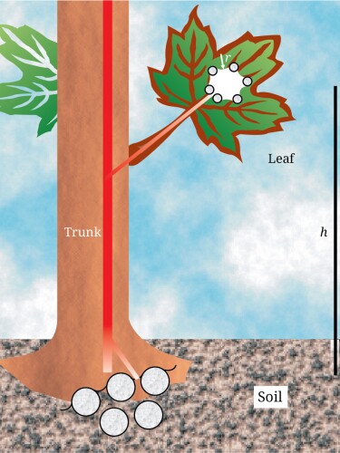 Schematic of sap moving up and through a tree.