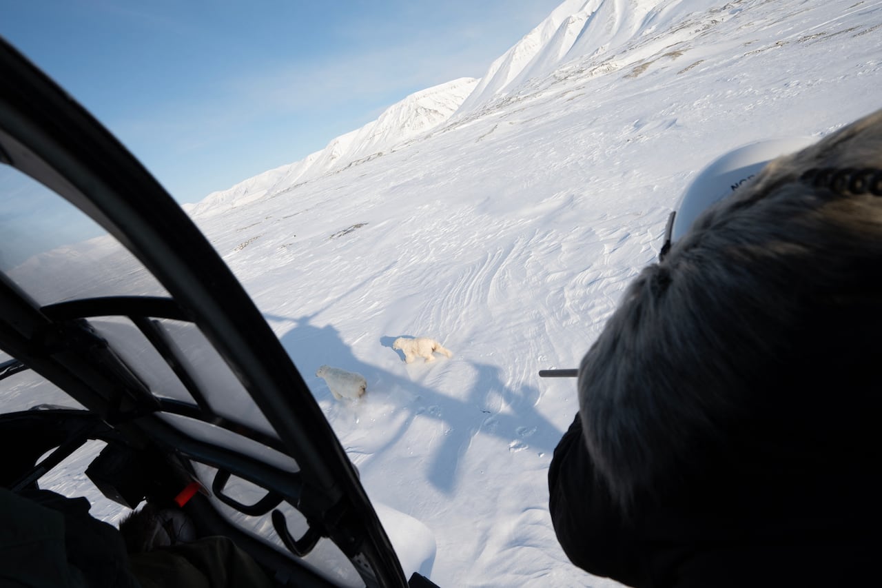 From the view of a helicopter, a polar bear runs in the distance as a man points a tranquilizer gun at it