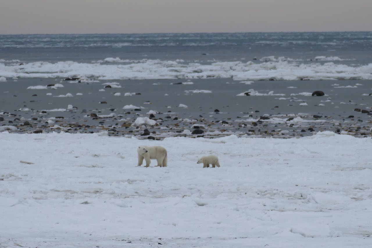 Seen from far away, a mother polar bear and cub walk next to an icy lake with rocks and snow scattered. 