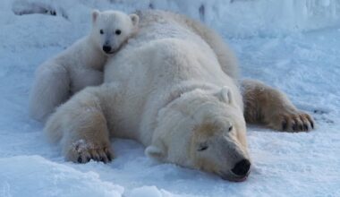 No sea ice, no problem for these Barents Sea bears — for now