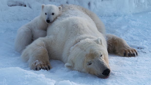 No sea ice, no problem for these Barents Sea bears — for now