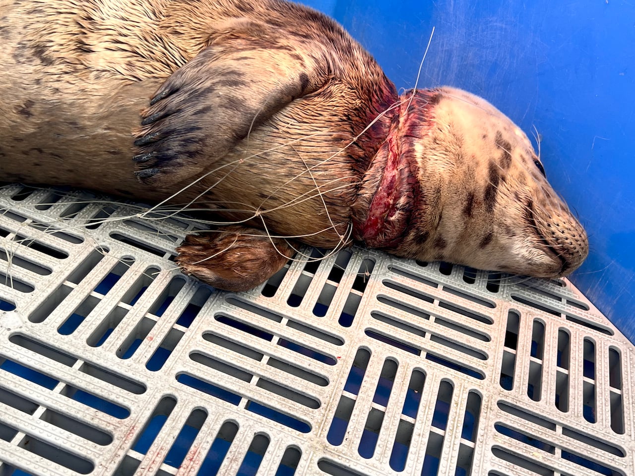 A seal with tan fur lies on a plastic grate. It's neck is injured and bloody.