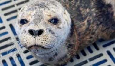 Annette, the harbour seal, rescued from netting around her neck in West Vancouver