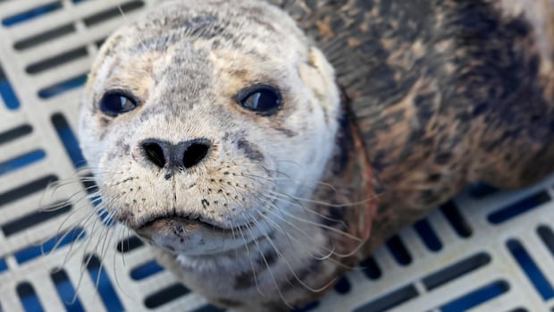 Annette, the harbour seal, rescued from netting around her neck in West Vancouver